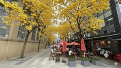 CDL Florianópolis propõe projeto de arborização para transformar o Centro Leste com mais verde